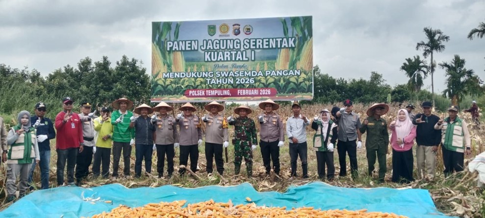 Danramil 03/Tempuling Hadiri Panen Jagung, Wujud Dukungan Asta Cita Swasembada Pangan Nasional