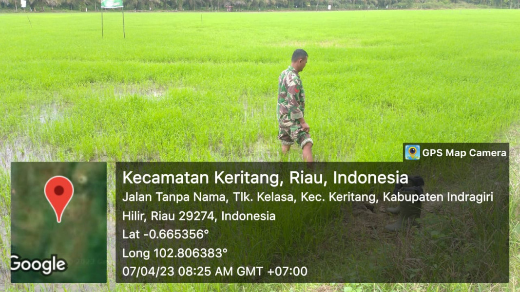 Giat Ketahanan Pangan Padi Bersama Koramil 09/Kemuning