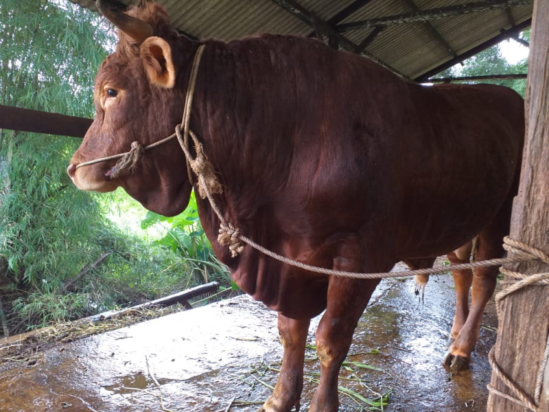Tahun Ini, 26 Ekor Hewan Kurban Terkumpul dari ASN Pemko Pekanbaru