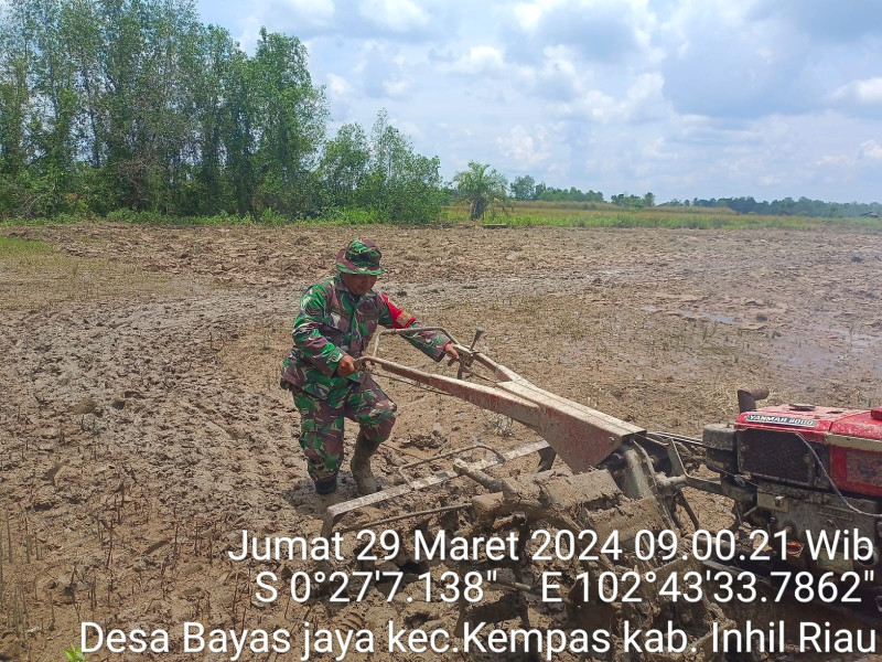 Babinsa 03/Tpl Dan Petani Kerja Sama Garap Sawah dengan Hand Tractor