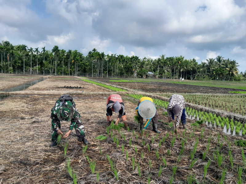 Jaga Tanaman Dari Gangguan Hama, Babinsa Koramil 07/Reteh Bantu Petani Lakukan Penanaman Padi di Poktan Sumber Rezeki