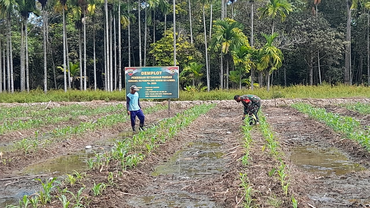 Babinsa Koramil 03/Tempuling Bersama Petani Rawat Tanaman Jagung Dilahan Demplot