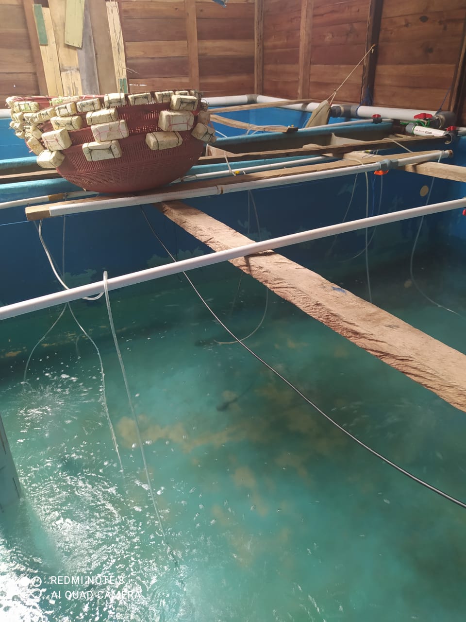 Budi Daya Bibit Ikan Kerapu Kampung Mentigi Menjadi Inspirasi UMKM  Budi Daya Bibit Ikan Kerapu Kampung Mentigi Menjadi Inspirasi UMKM