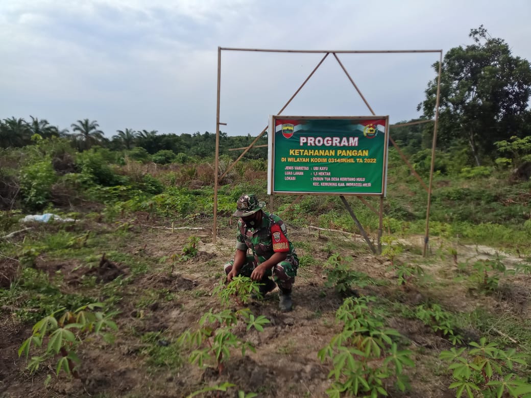 Sertu A. Hayat Rutin Lakukan Ketahanan Pangan Guna Untuk Pembersihan Gulma