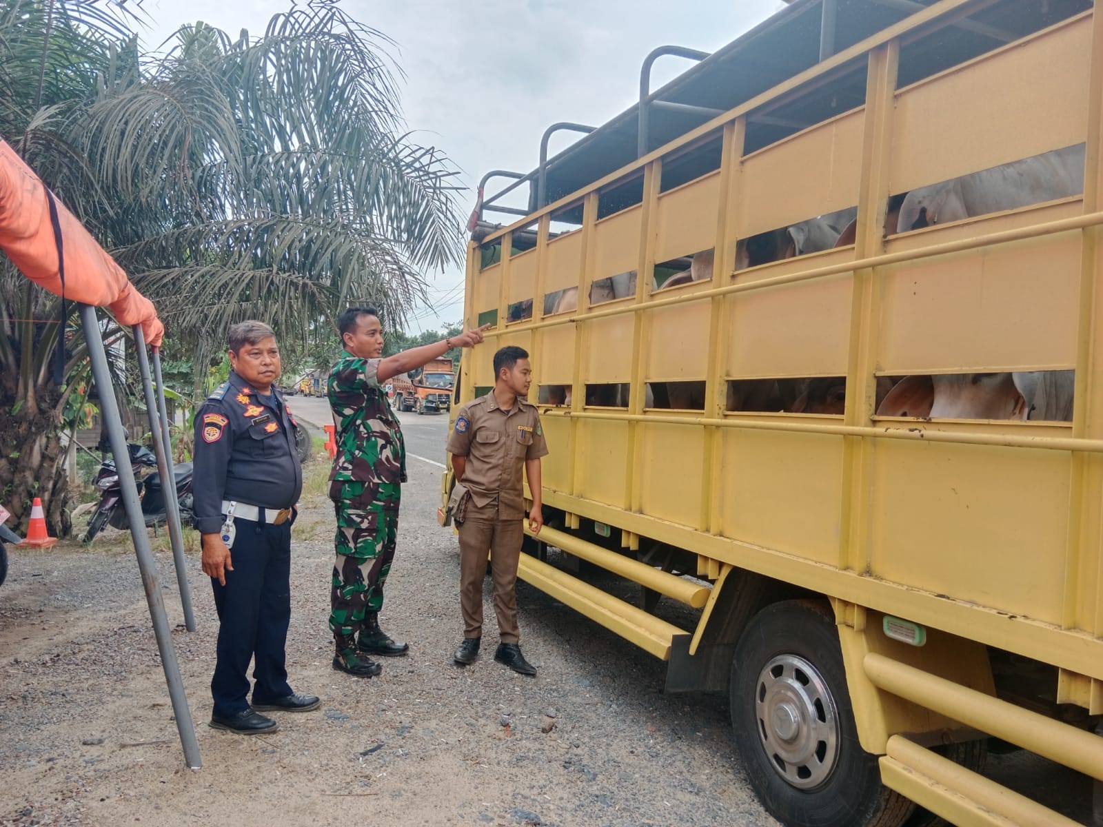 Pelaksanaan Pengawasan Terhadap Hewan Ternak Oleh Serda Ramadhan