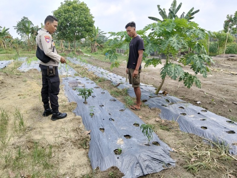 Bhabinkamtibmas Desa Sencalang Sambangi Lahan Kacang Panjang Warga dalam Mendukung Ketahanan Pangan