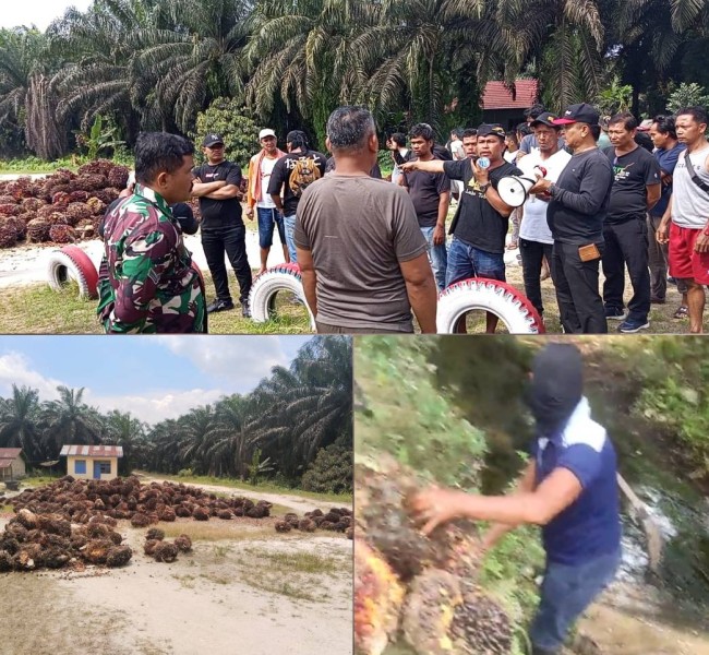 Di Balik Kebun Sitaan Negara, Dugaan Panen Gelap dan Aksi Tolak KSO PT TRE di eks PT IP