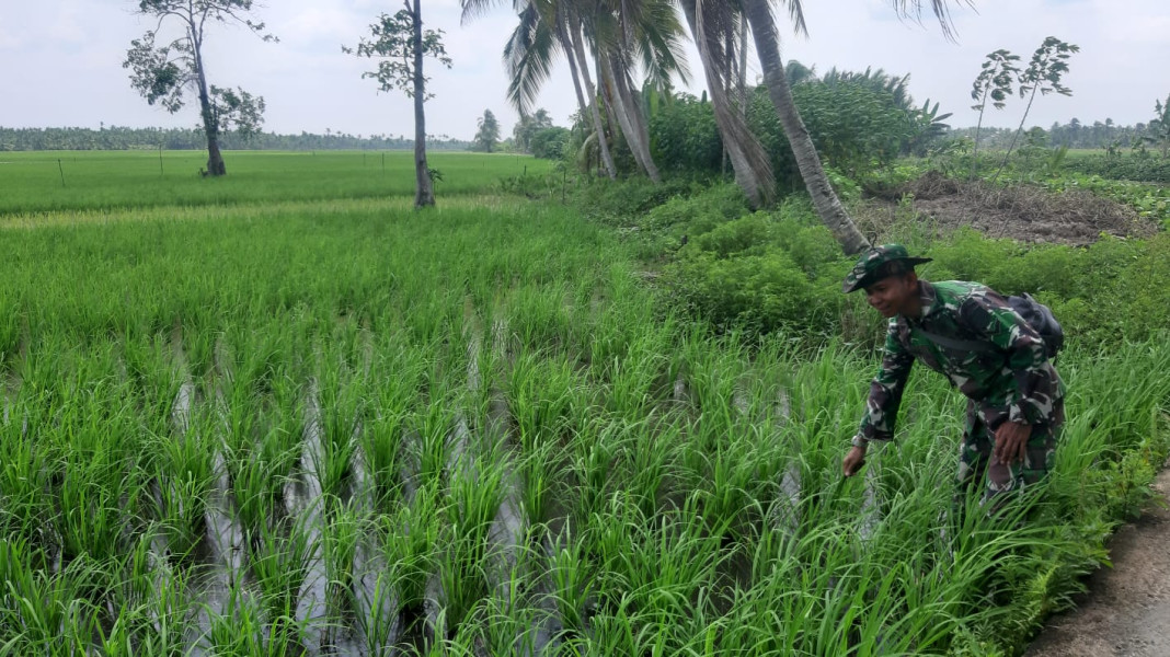 Wujudkan Hasil Panen, Koramil 07/Reteh Lakukan Pengecekan Padi Secara Rutin