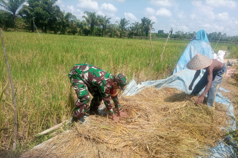 Menjaga Kualitas Hasil Panen, Babinsa 03/Tpl Bantu Petani Jemur Padi