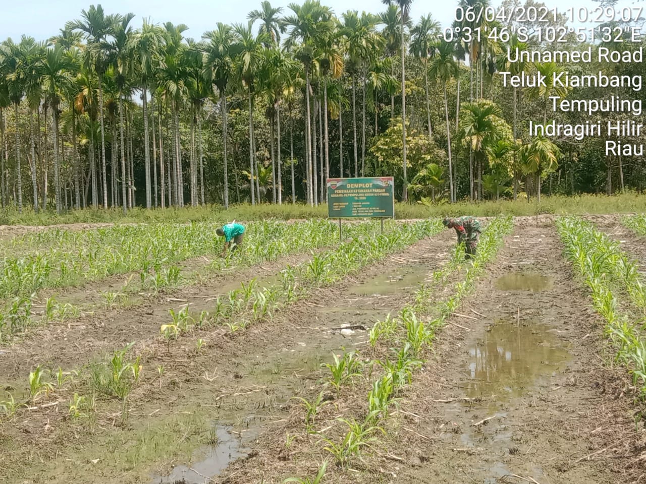 Jaga Pertumbuhan Tanaman Jagung, Babinsa 03/Tempuling Bersama Petani Bersihkan Rumput Liar