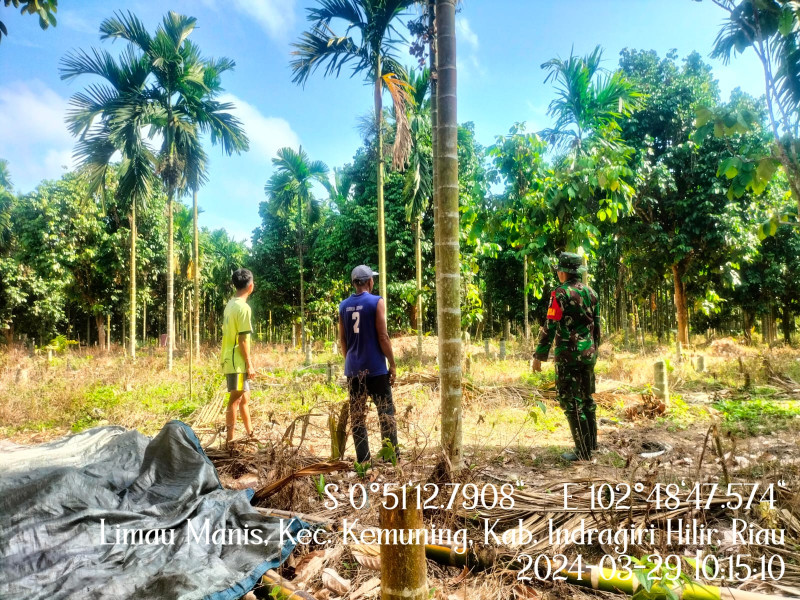 Antisipasi Karhutla, Babinsa Koramil 09/Kmg Pantai Lahan Bersama Masyarakat