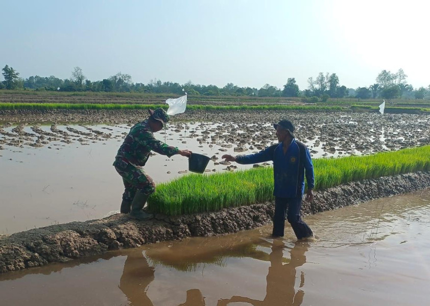 Babinsa 03/Tpl Bantu Perawatan Benih Padi, Hasilkan Bibit Unggul Siap Tanam
