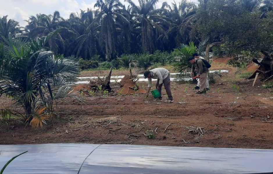 Kanit Binmas Polsek Batang Cenaku Ikut Pemupukan Kebun Jagung Milik Petani