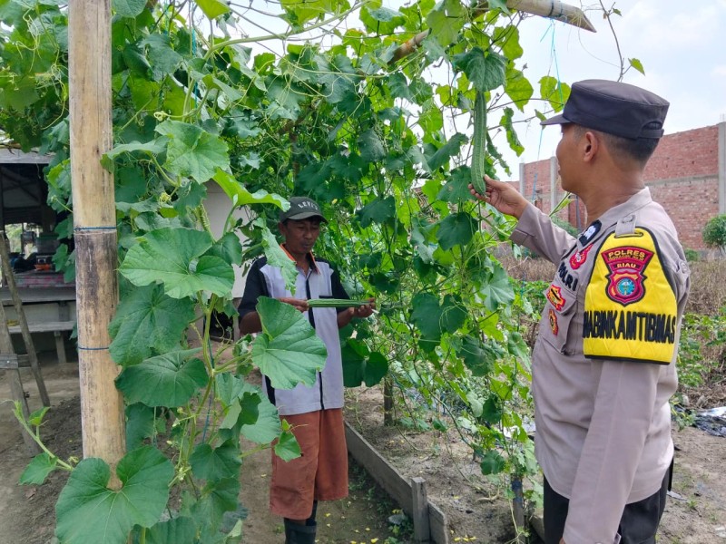 Bhabinkamtibmas Desa Petalongan Polsek Keritang Sambangi Kebun Gambas Warga, Dukung Program Ketahanan Pangan