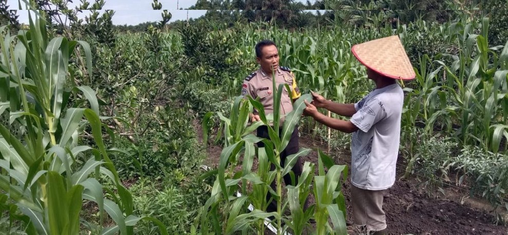 Dukung Program Ketahanan Pangan Nasional, Polsek Koto Gasib Berikan Bantuan Bibit Jagung Pipil kepada Petani