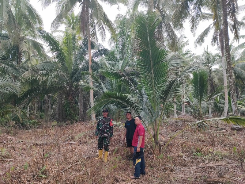 Patroli Karhutla Babinsa Koramil 03/Tempuling: Wilayah Sungai Gantang Tetap Aman, Tanpa Titik Api