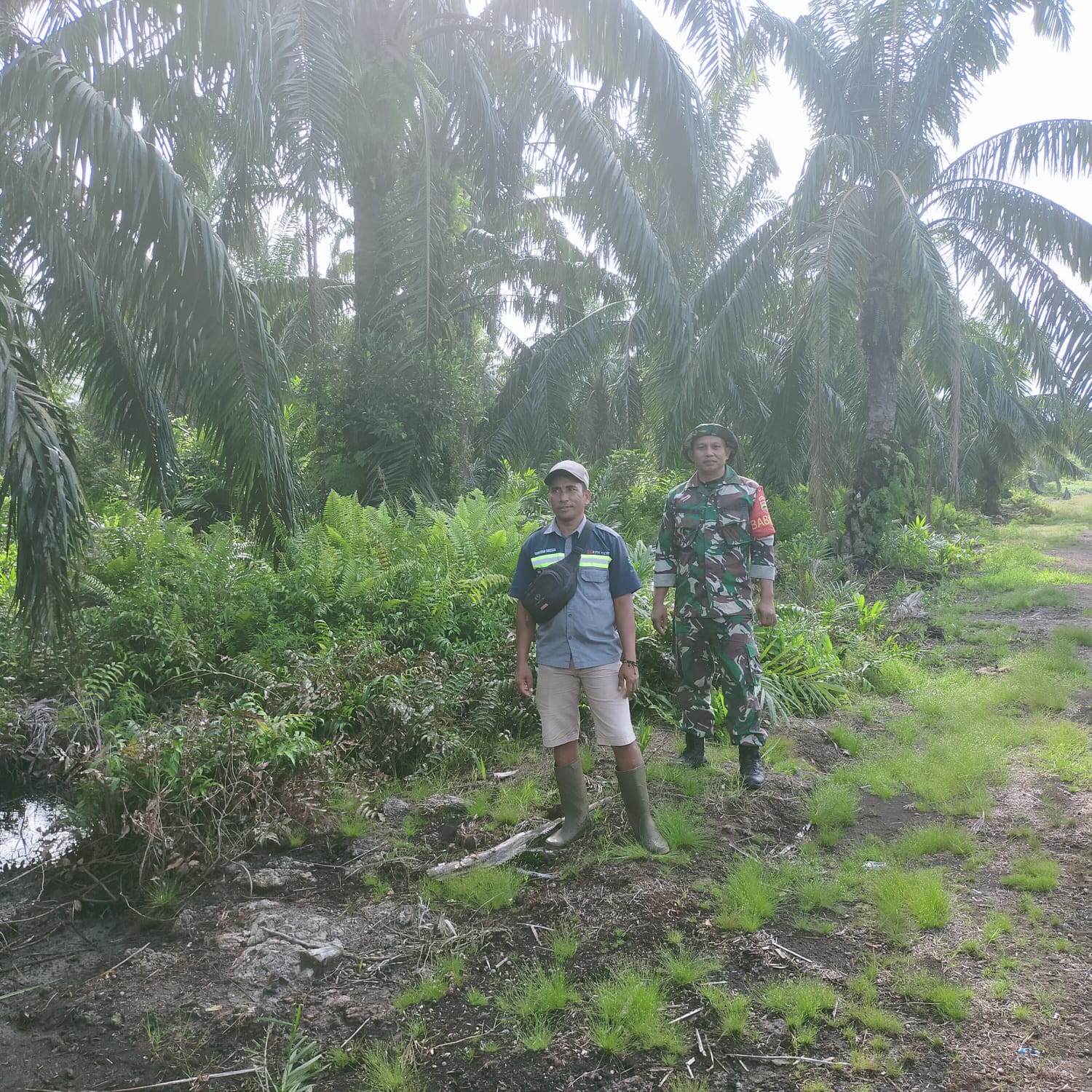 Babinsa Koramil 04/Kuindra Bersama Petani Turun Ke Wilayah