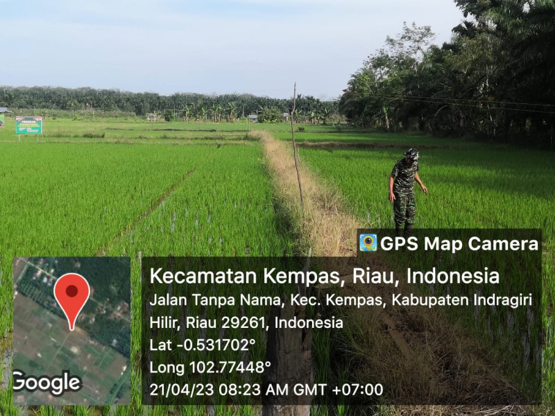 Babinsa Koramil 03/Tpl Rutin Monitoring Padi Di Lahan Demplot Kodim 0314/Inhil