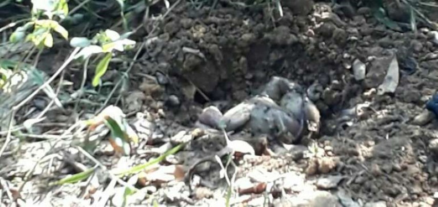 Heboh, Ditemukan Mayat Bayi Perempuan Terkubur di Sungai Mandau Siak