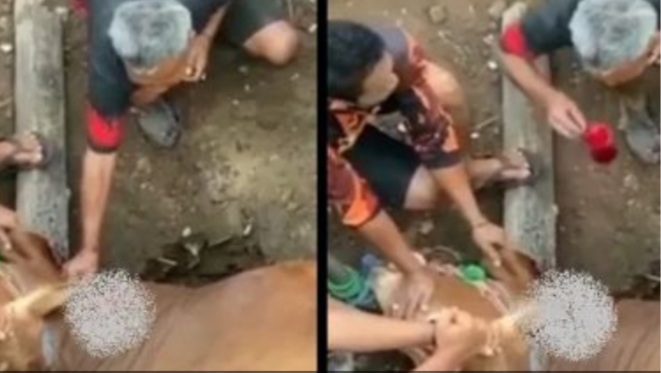 HEBOH...! Kakek Ini Nekat Minum Darah Sapi Saat Qurban Idul Adha    HEBOH...! Kakek Ini Nekat Minum Darah Sapi Saat Qurban Idul Adha