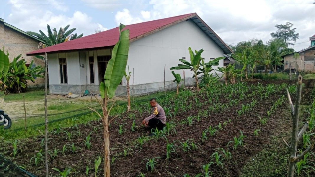 Dukung Ketahanan Pangan Nasional, Bhabinkamtibmas Polsek Siak Sambangi Petani Jagung di Merempan Hulu