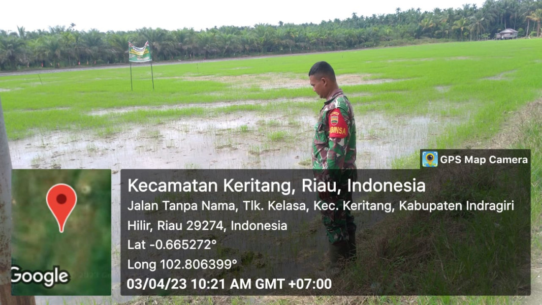 Giat Ketahanan Pangan Pembibitan Padi Oleh Koramil 09/Kemuning