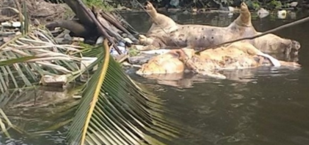 Puluhan Ribu Babi Mati, Petugas Minta Masyarakat Jangan Sentuh Dulu
