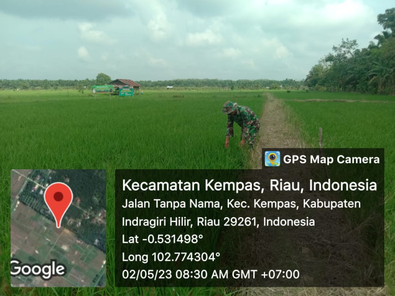 Pembersihan Gulma Padi Terus Babinsa Koramil 03/Tpl Agar Padi Tumbuh Subur