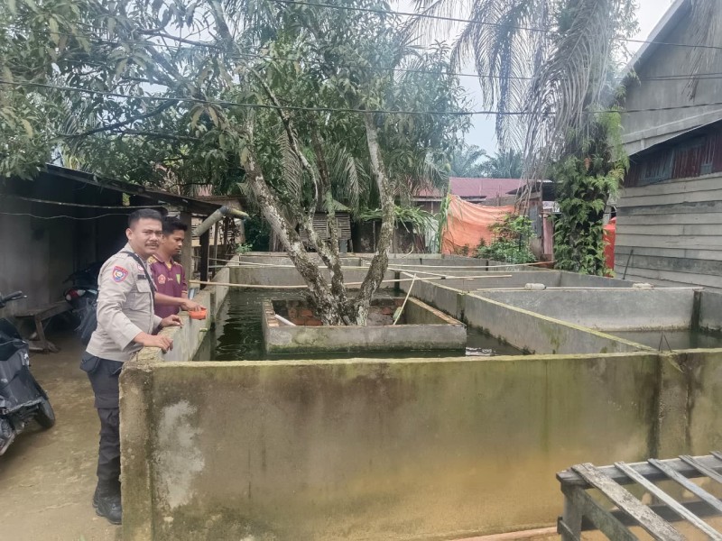 9 Kolam, 25 Ribu Ekor Ikan: Cerita Bhabinkmtibmas Polsek Keritang dan Pak Kadimun untuk Ketahanan Pangan