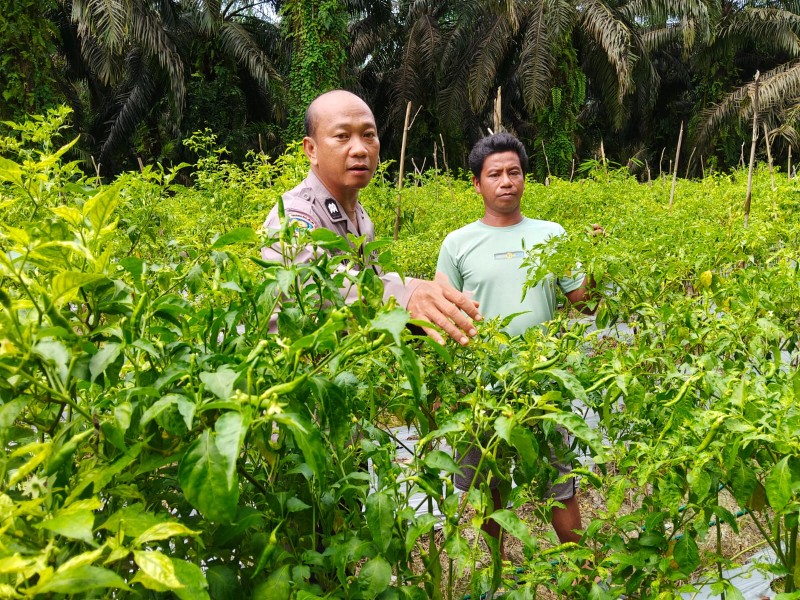 Petani Tidak Sendiri: Bhabinkamtibmas Polsek Kemuning, Negara Hadir di Lahan Bukan Hanya di Kantor