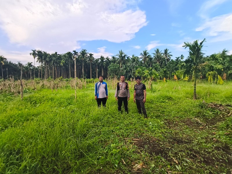 Persiapan Tanam Jagung Di Teluk Sungka: Bhabinkamtibmas, Kami Kawal Dari Awal Hingga Panen