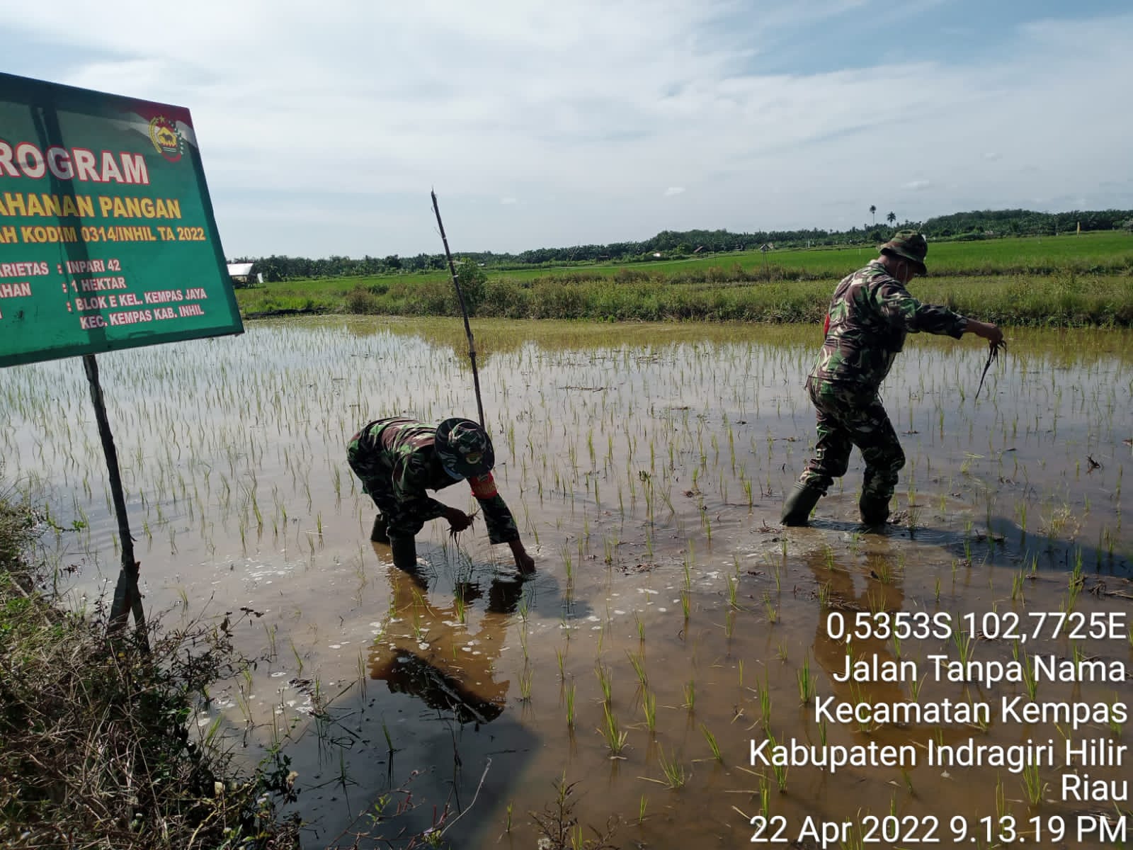 Perkuat Program Ketahanan Pangan, Babinsa Koramil 03/Tempuling Bantu Petani Rawat Padi
