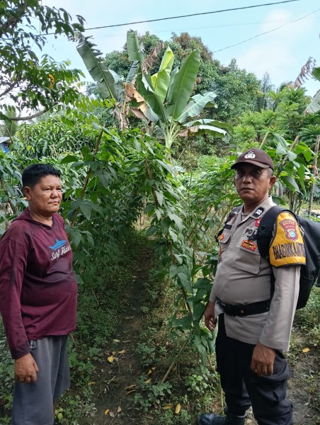 Sinergi Bhabinkamtibmas dan Petani Tuk Jimun Wujudkan Ketahanan Pangan Lewat Kacang Panjang
