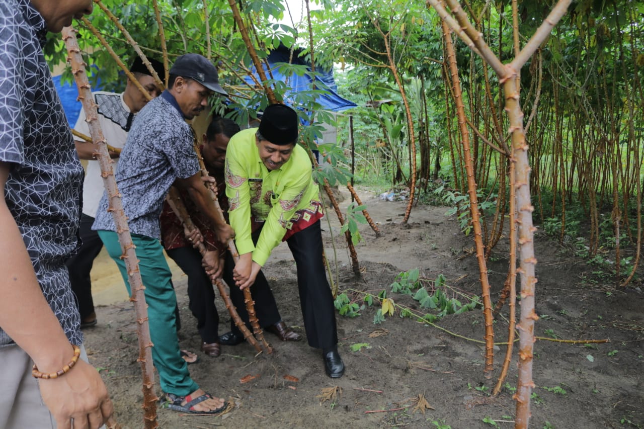 Bupati Alfedri Ajak Masyarakat Menanam Ubi Kayu Bernilai Ekonomis