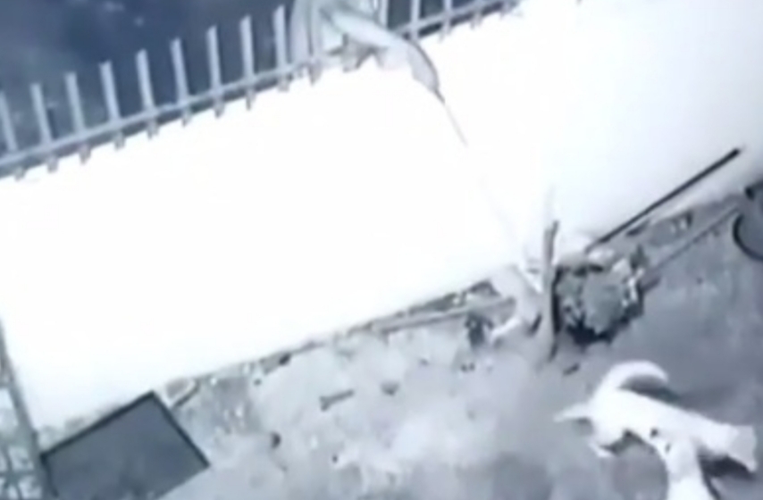 Viral Video Pencurian Anjing di Pekanbaru, Digantung Hingga Dipukul, Lihat Disini 