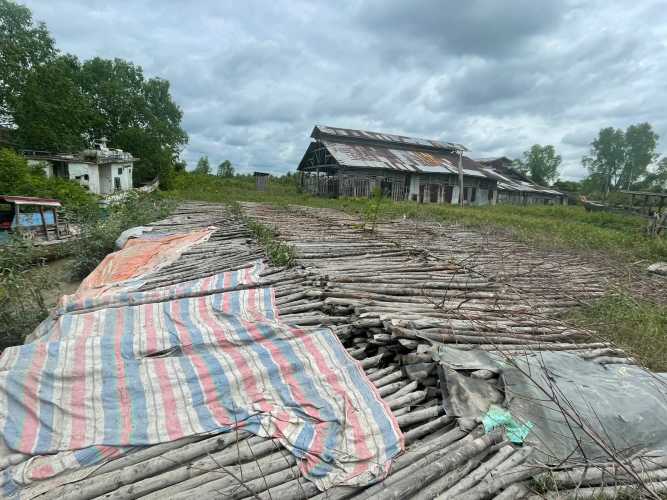 Akan di Ekspor ke Malaysia, Penampung Kayu Bakau Ilegal di Amankan Sat Reskrim Polres Rohil