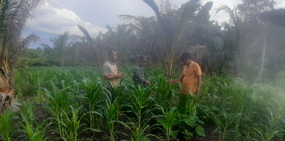 Koramil 07/Reteh Bersama Masyarakat Pemilik Lahan Jagung Jalin Kedekatan dan Hubungan Baik Antar Sesama