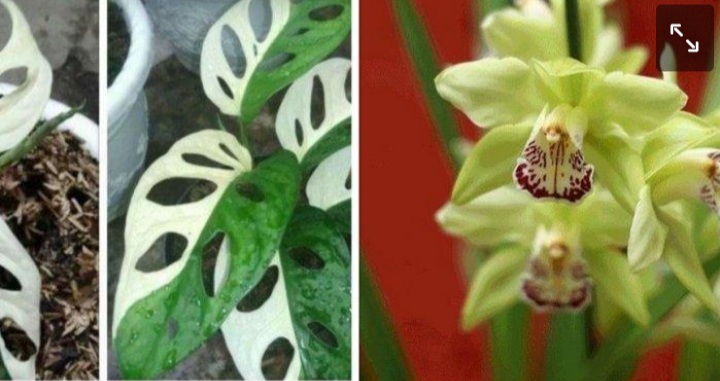 Ini Dia Lawan Janda Bolong, Termahal di Dunia Seharga Rp2 Miliar, Tertarik? Ini Dia Lawan Janda Bolong, Termahal di Dunia Seharga Rp2 Miliar, Tertarik?