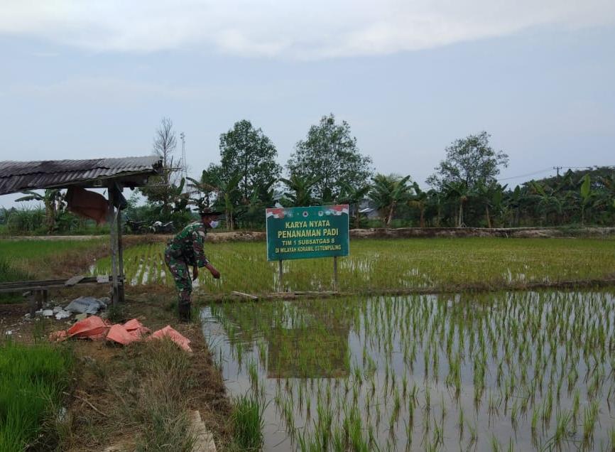 Babinsa Koramil 03/Tempuling Pantau Perkembangan Demplot Padi
