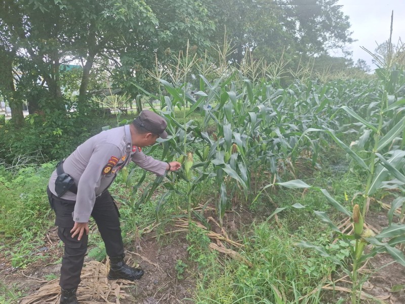 Program Ketahanan Pangan Nasional, Personel Polsek Siak Sambangi Kebun Jagung Petani