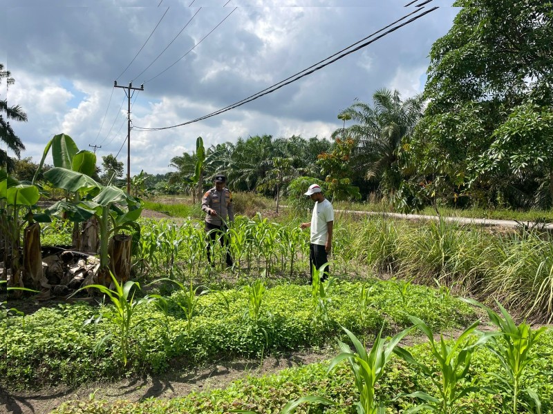 Bhabinkamtibmas Kampung Tengah Melaksanakan sambang dan Silaturahmi kepada petani Jagung