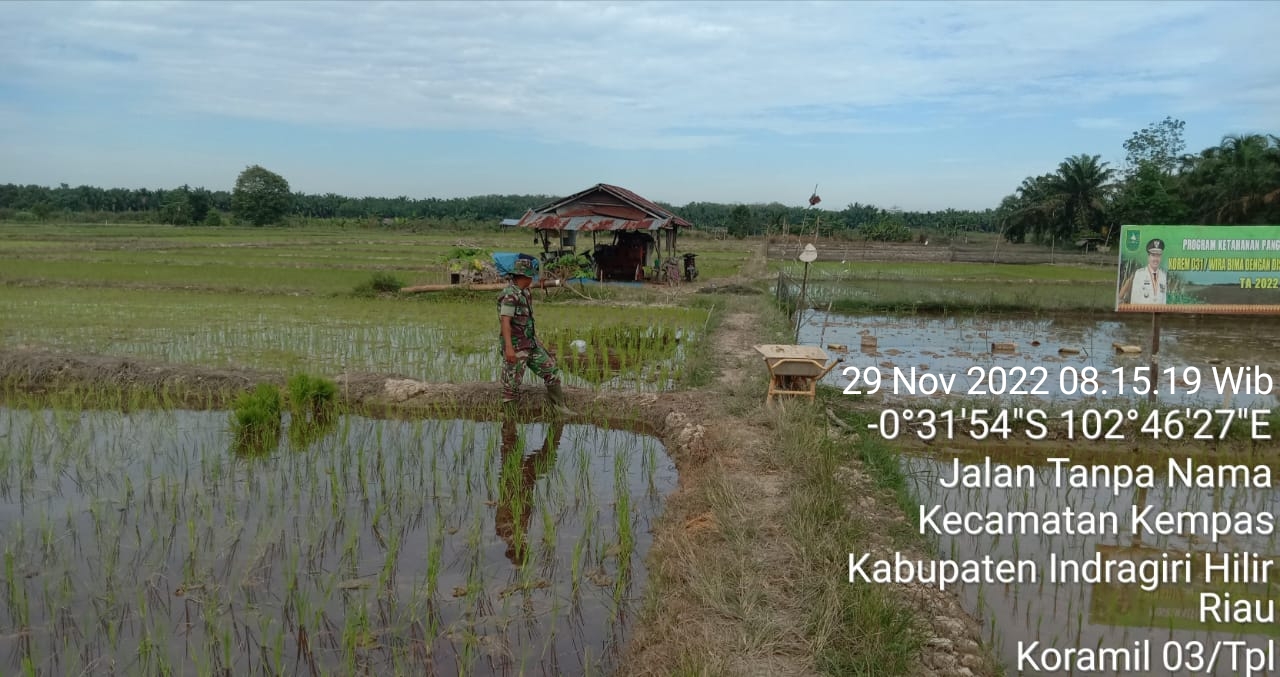 Turun ke Sawah Babinsa 03/Tpl Serda Suriadi Bantu Bersihkan Gulma Padi
