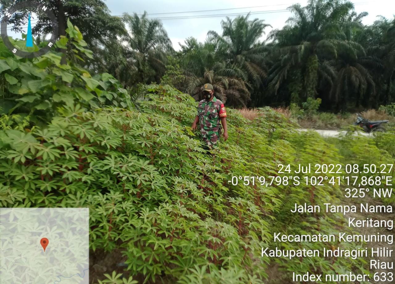Babinsa Koramil 09/Kemuning Giat Lakukan Kegiatan Penanaman Ketahanan Pangan