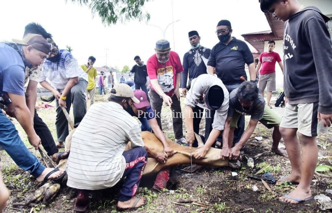 14 Ekor Sapi Dipotong Pada Kurban Kali ini oleh Setdakab Inhil