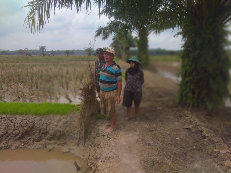 Babinsa 03/Tpl Sertu Mulyadi Bersama Warga Monitoring Bibit Padi