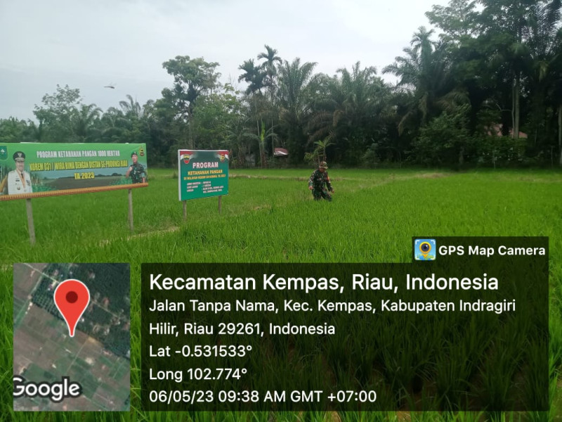 Antisipasi Serangan Hama, Babinsa 03/Tpl Pantau Sawah Bersama Petani