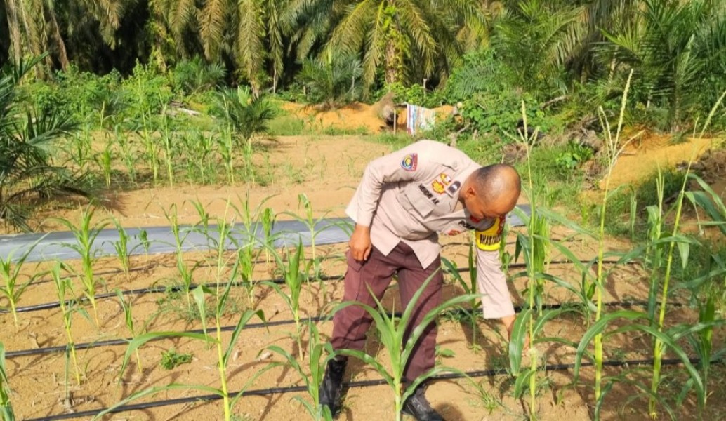 Polisi Dampingi Kelompok Tani, Pantau Perkembangan Jagung Pipil di Batang Cenaku