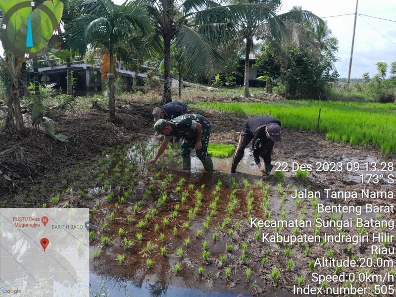 Giat Ketahanan Pangan, Babinsa Koramil 07/Reteh Lakukan Penanaman Bibit Padi Bersama Masyarakat