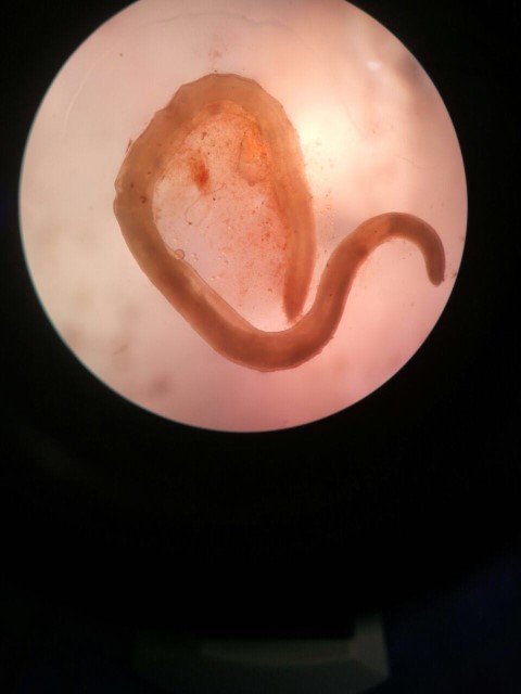 Terjadi Lagi, Warga Inhil Kembali Temukan Cacing Dalam Kaleng Sarden 