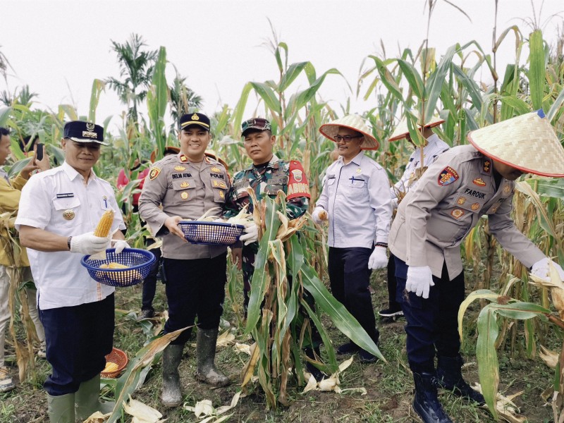Wakili Dandim 0314/Inhil, Sertu Wisnu Hartono Ikuti Panen Raya Jagung Serentak Tahap I di Tempuling